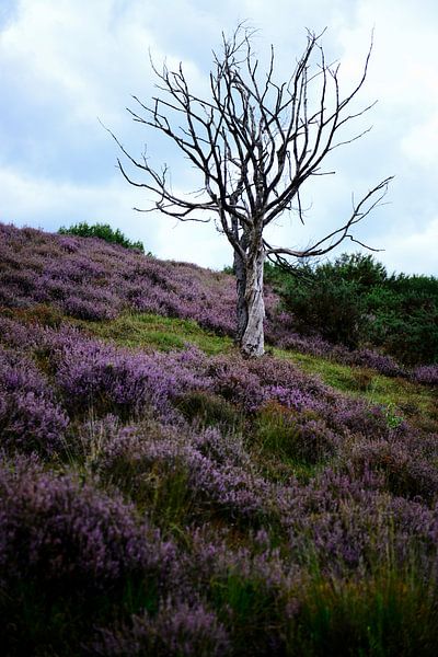 Lonely tree by Zus en Zo Foto