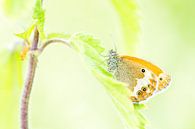 Bicoloured Haybird by Danny Slijfer Natuurfotografie thumbnail