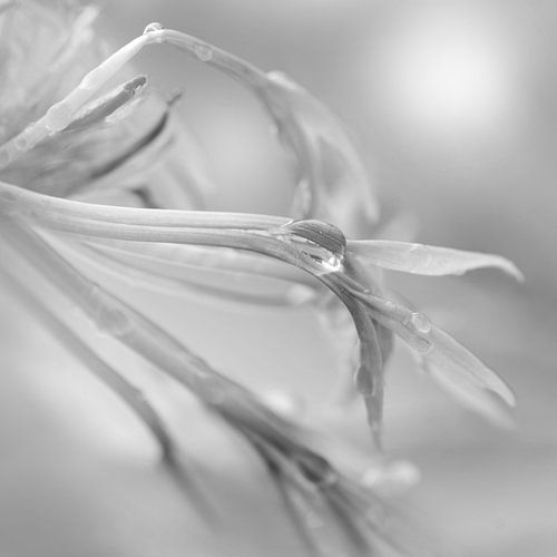 Delicate