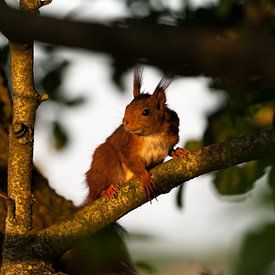 Squirrel on the lookout by Robert Geerdinck