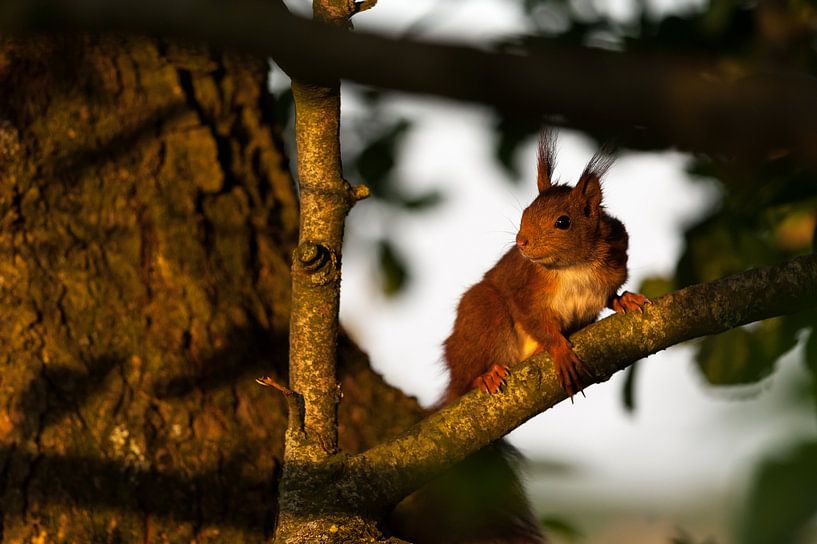 Eichhörnchen auf der Lauer von Robert Geerdinck