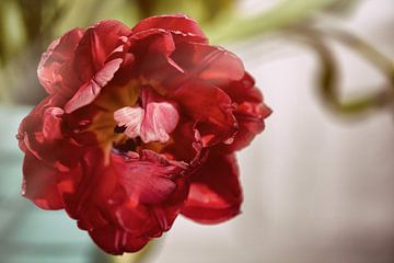 Rode tulpenbloem macro van Petra Dreiling-Schewe