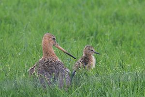 Uferschnepfe mit Jungen (Nationaler Vogel)