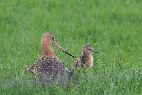 Grutto met jong (Nationale vogel)