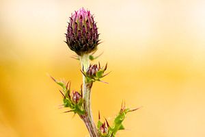 Bloemen, distel sur Jellie van Althuis