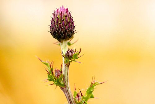 Bloemen, distel