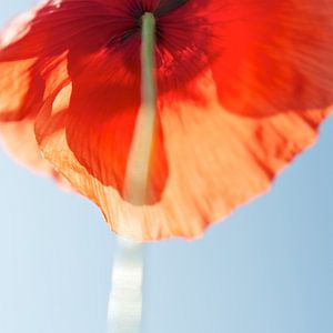 Papaver van Martijn van der Nat