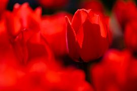 Red tulips by Edwin van Wijk