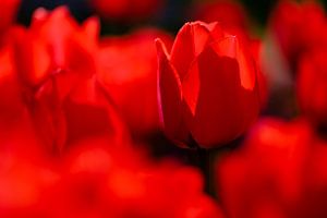 Rode tulpen van Edwin van Wijk