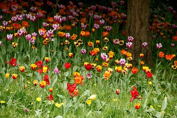 (Tulipa); tulp; tulpen; bloem; bloemen; kleurrijk, tulpenbloesem, bloemenweide