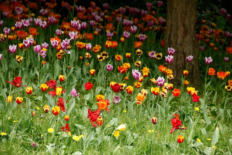 (Tulipa); Tulpe; Tulpen; Blume; Blumen; bunt, tulpenblüte, Blumenwiese von Torsten Krüger