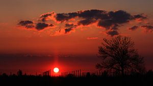 Zonsondergang in de Betuwe