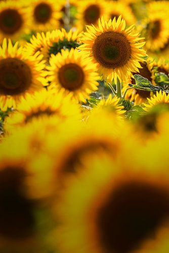 The laughing sunflower by Daniela Beyer