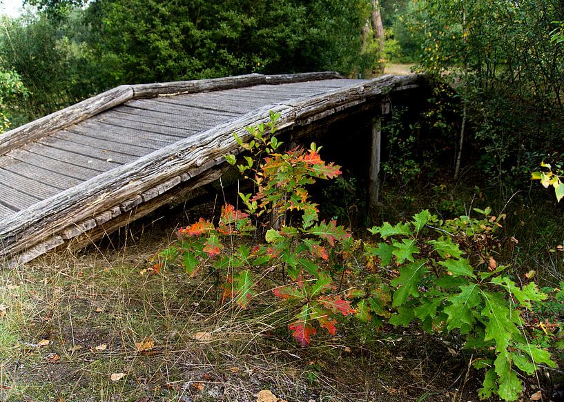 wooden bridge with autumn colours by joyce kool