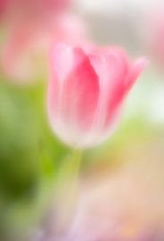 Tulip by Janny Kleijn