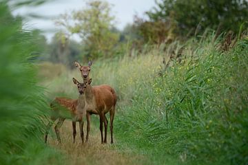 Red deer with young by Marcel Versteeg