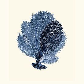 Coral indigo blue botanical illustration by Studio Patruschka