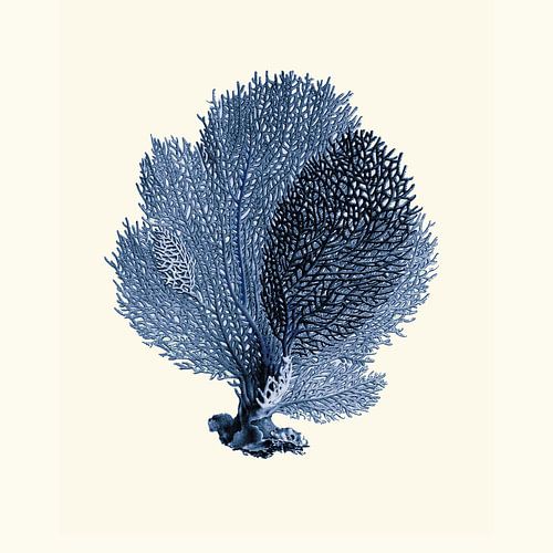 Coral indigo blue botanical illustration
