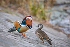 Mandarin duck pair by t.ART