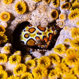 Verborgen krab in koraalgoud van LISA DC