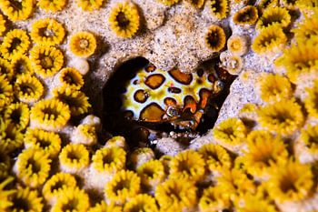Hidden Crab in Coral Gold