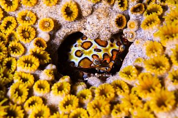 Hidden Crab in Coral Gold