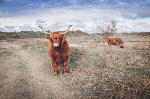 schotse hooglanders
