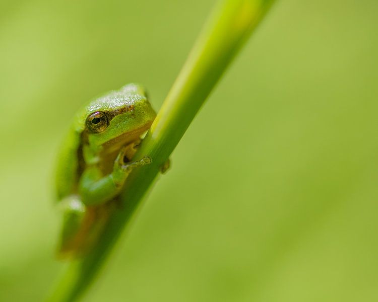 Junger Laubfrosch von Anouk de Vries