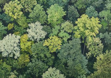 Forest from above