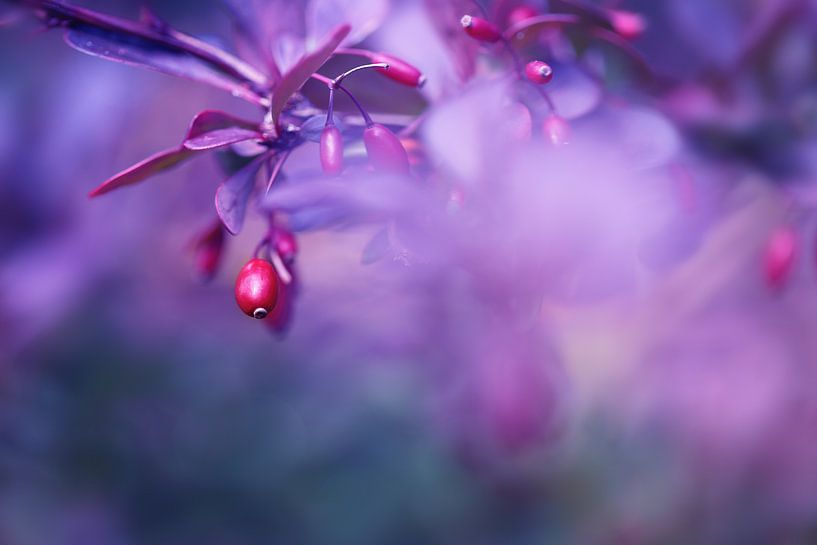 Sweet Berry. par LHJB Photography