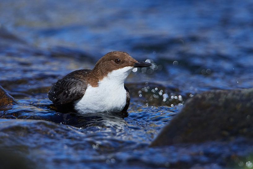 Waterspreeuw (Cinclus cinclus) van Karin Jähne
