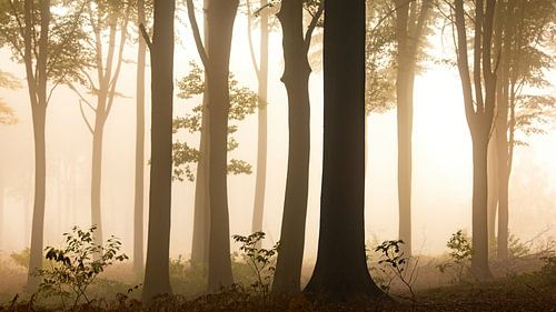 Rétro-éclairage dans une forêt de hêtres