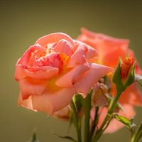 een zachte roze roos