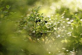 Bosbessen in een Zweeds bos van Floris Verweij