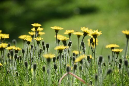 Een veld met wilde bloemen