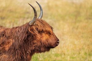 Schottische Highlander-Profil