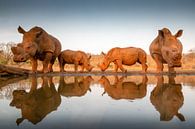 Deux bébés rhinocéros avec leurs mères à un point d'eau par Peter van Dam Aperçu