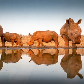 Two baby rhinoceroses with their mothers at a watering hole by Peter van Dam