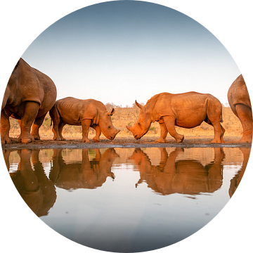 Twee baby neushoorns met hun moeders bij een watertje van Peter van Dam