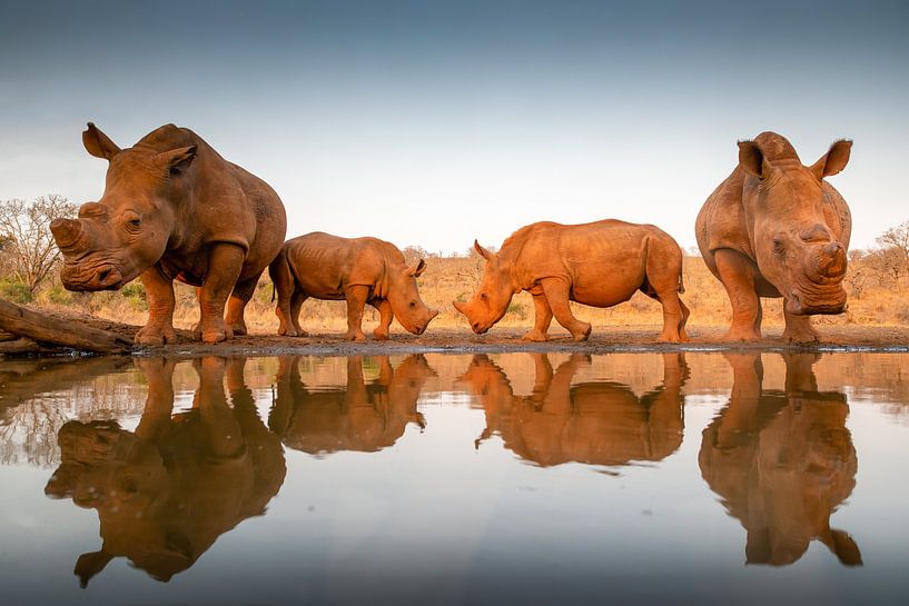 Deux bébés rhinocéros avec leurs mères à un point d'eau par Peter van Dam