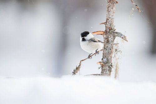 Willow tit, Poecile montanus