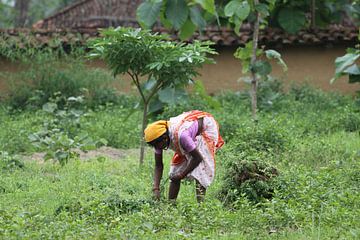 Indiase vrouw werkt op platteland van Cora Unk