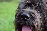 Nederlandse Schapendoes hond