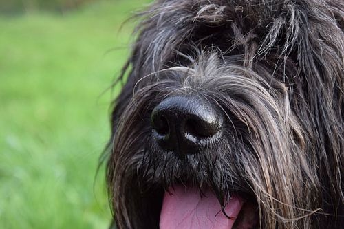 Nederlandse Schapendoes hond