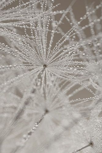 Vanuit de paardenbloem, de pluisjes van onderaf