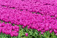 Blühende Tulpen auf einem Feld von Sjoerd van der Wal Fotografie Miniaturansicht