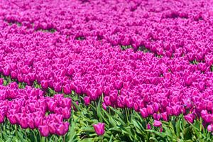 Tulipes en fleurs dans un champ sur Sjoerd van der Wal Photographie