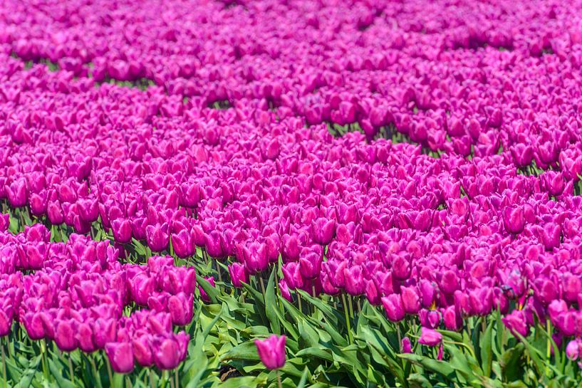 Blühende Tulpen auf einem Feld von Sjoerd van der Wal Fotografie
