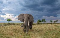 Olifant van Claudia van Zanten thumbnail
