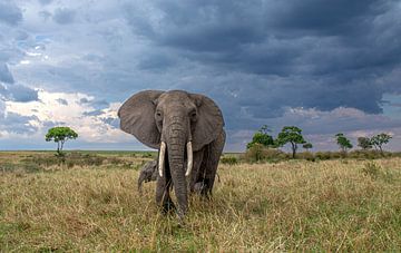 Elefant von Claudia van Zanten